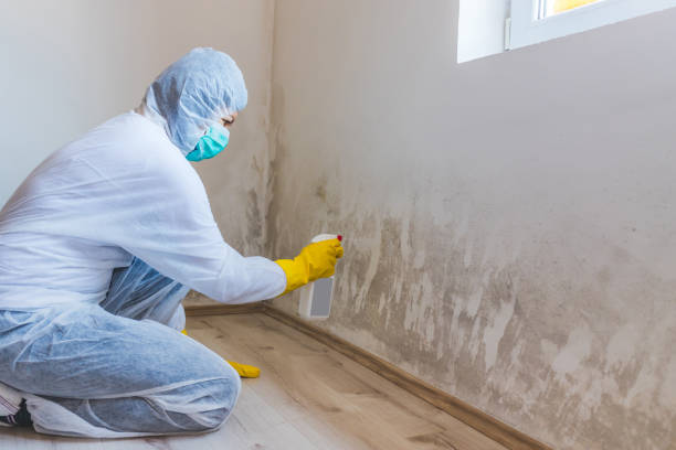 Licensed Mold Testing service in Merion Station, PA - WQB Mold Removal